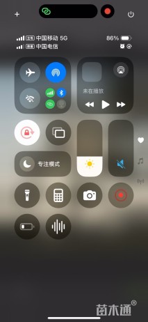 10公分造型油松