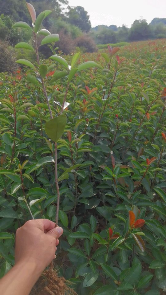 高度30厘米红叶石楠小苗