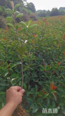 高度30厘米红叶石楠小苗