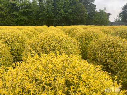 冠幅150厘米金禾女贞球