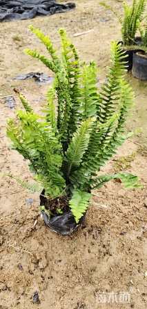 高度20厘米肾蕨