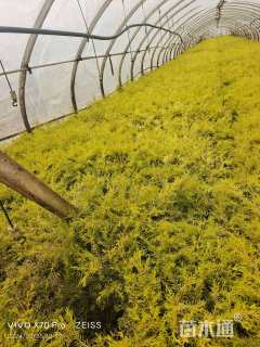 冠幅50厘米千层金球