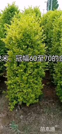 高度180厘米金叶女贞