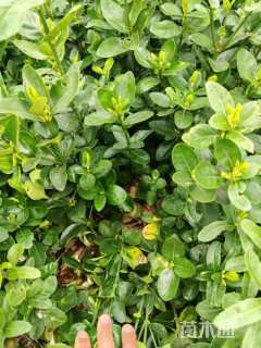 高度10厘米北海道黄杨