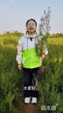 高度80厘米侧柏