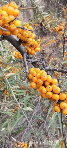 高度85厘米沙棘小苗