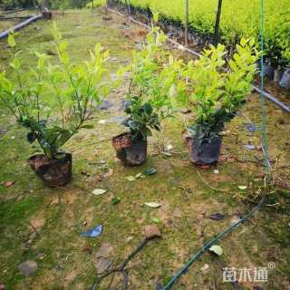 高度30厘米金森女贞