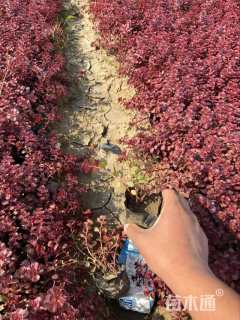 高度15厘米红景天