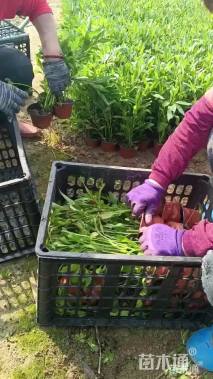 高度40厘米翠芦莉