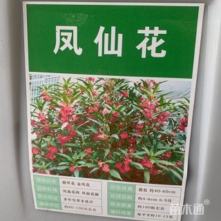 凤仙花种子