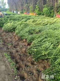 冠幅40厘米卫矛球