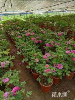 高度40厘米牡丹