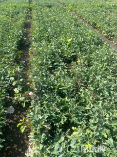 高度30厘米银杏小苗