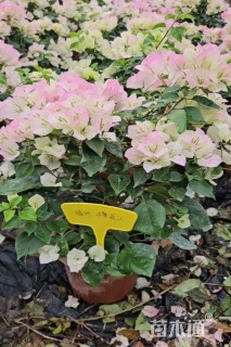 高度50厘米三角梅