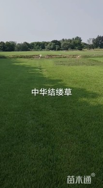 草块状中华结缕草