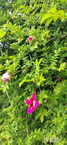 高度15厘米刺梨