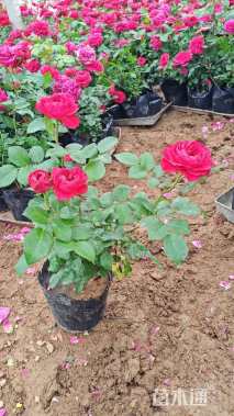 高度20厘米大花月季