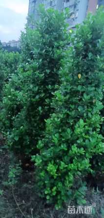高度200厘米火山榕
