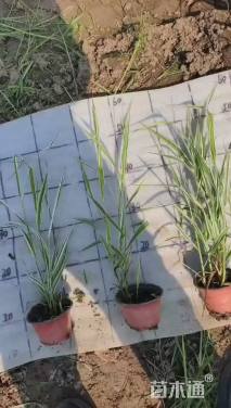 高度30厘米玉带草
