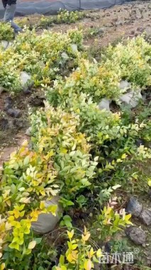 高度50厘米金森女贞