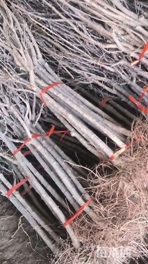 高度150厘米李子树