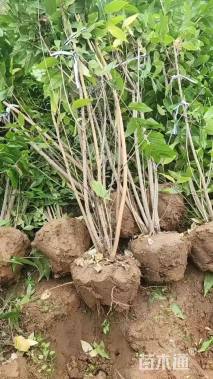 高度120厘米丛生蜡梅