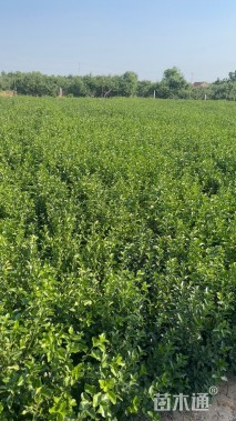 高度40厘米卫矛