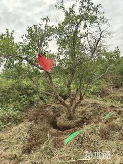 高度250厘米果石榴