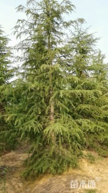 高度400厘米雪松