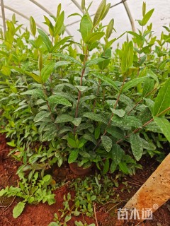 高度30厘米金丝桃