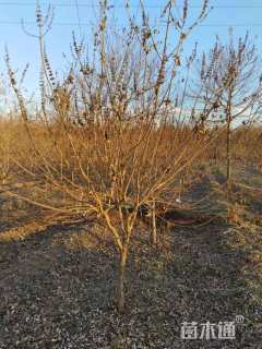 高度250厘米穗花牡荆