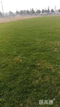 草块状天堂草