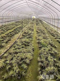 高度30厘米金叶苔草