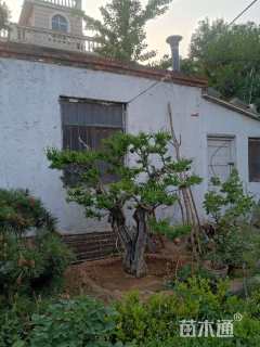 高度300厘米果石榴