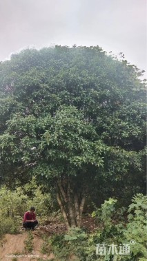 40公分桂花
