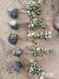 高度40厘米金边黄杨