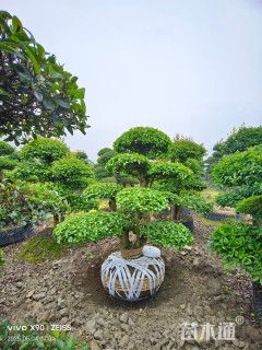 25公分造型刺冬青