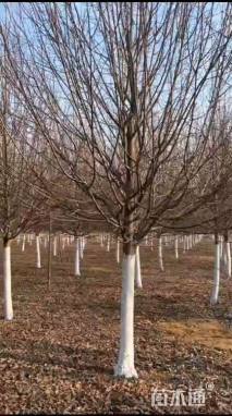 12公分欧洲小叶椴树