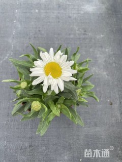 高度30厘米大滨菊
