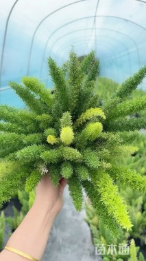30厘米天门冬