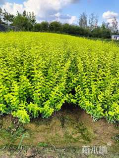 高度50厘米金叶女贞