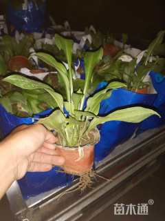 高度30厘米金边玉簪