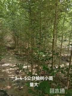 3公分榆树