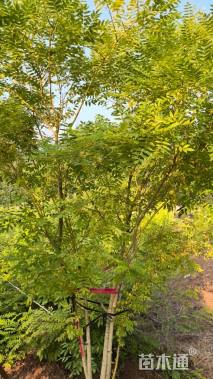 高度200厘米丛生金枝槐