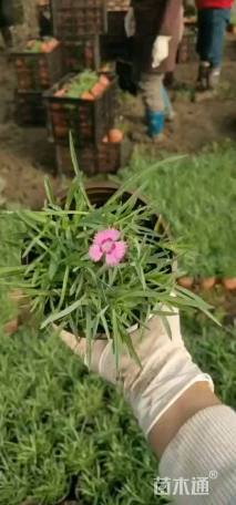 高度5厘米地被石竹