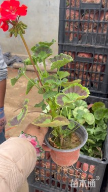 高度35厘米天竺葵
