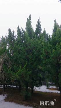 高度720厘米龙柏