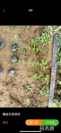 高度40厘米天目琼花