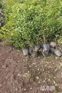 0.4公分暴马丁香