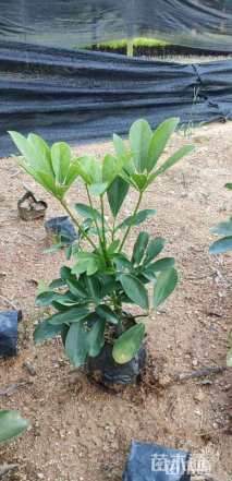 高度30厘米鹅掌柴